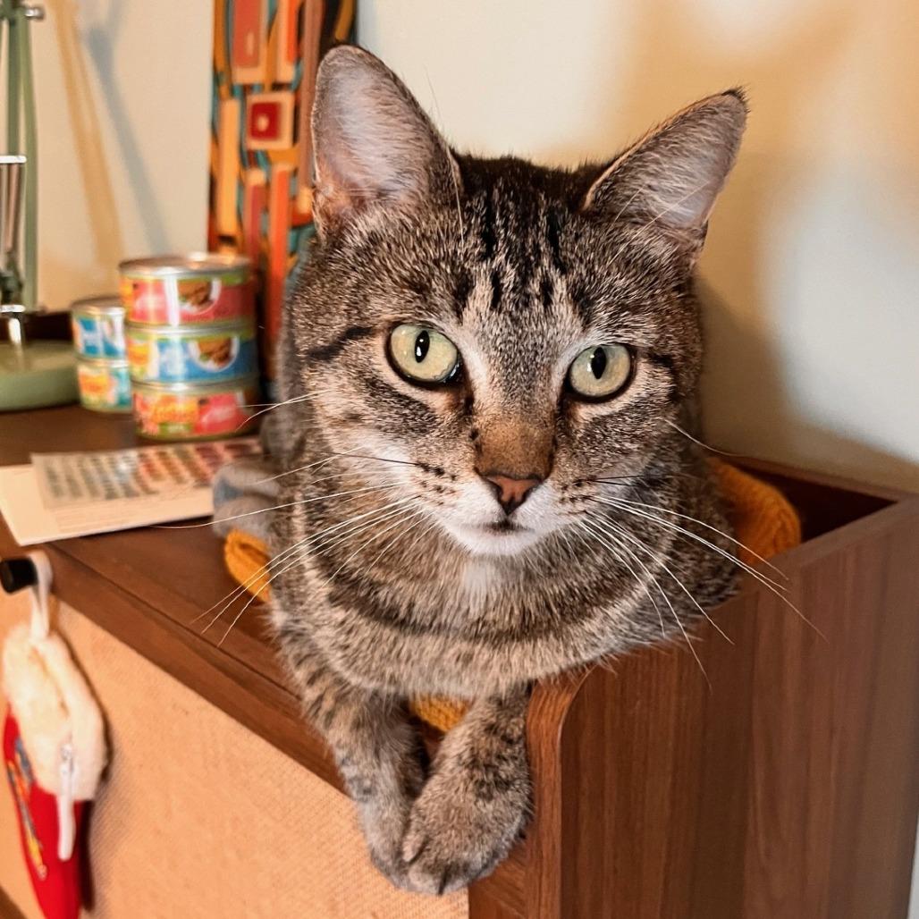 Enlarge Marcie--In Foster, a Adoptable Domestic Short Hair in Fargo, ND image 5/6