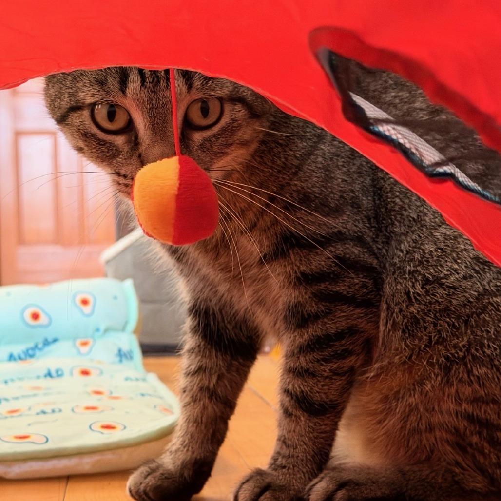 Enlarge Marcie--In Foster, a Adoptable Domestic Short Hair in Fargo, ND image 6/6