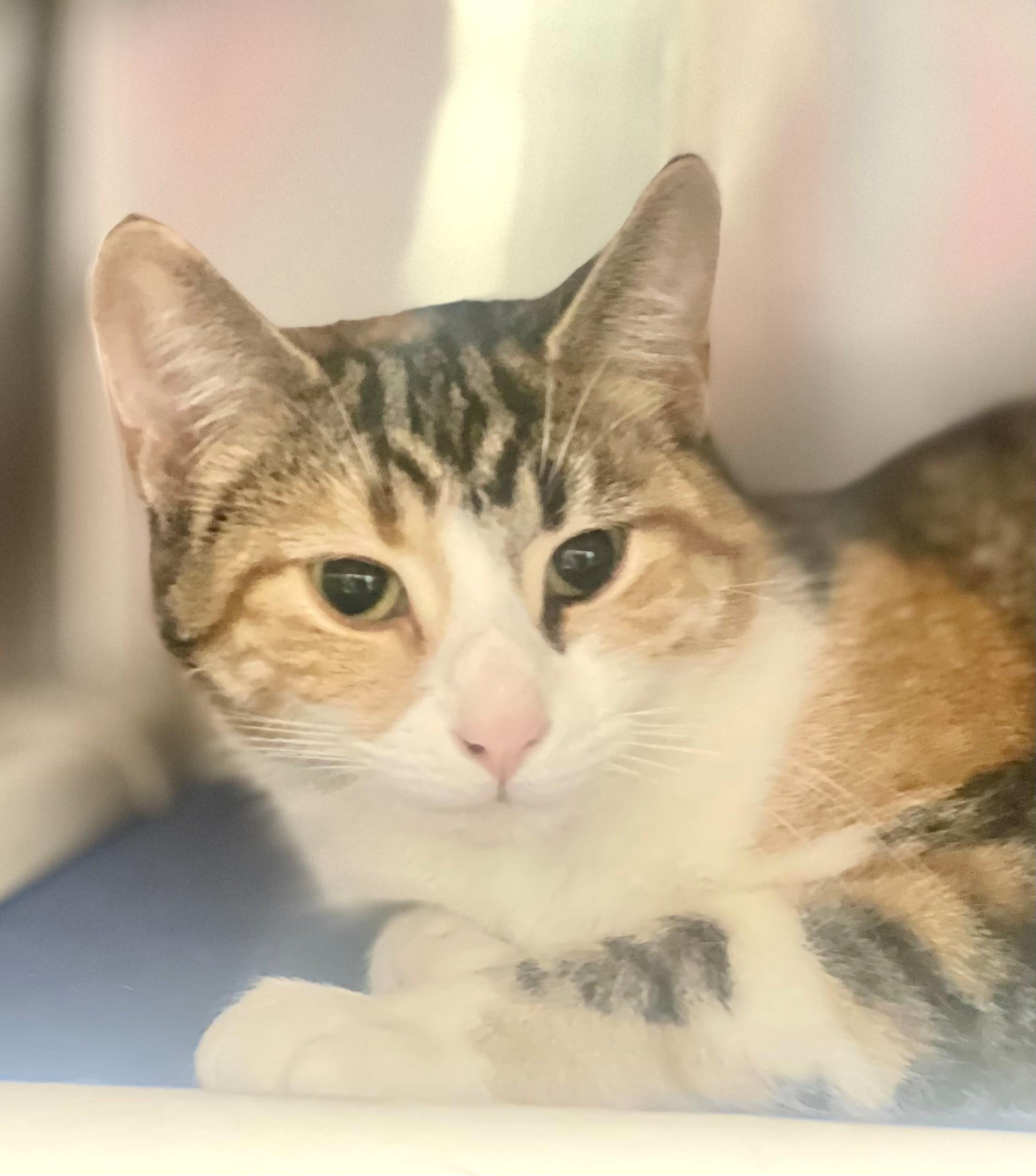 Enlarge Fia, an adopted Domestic Short Hair in Hamilton, ON image 2/4