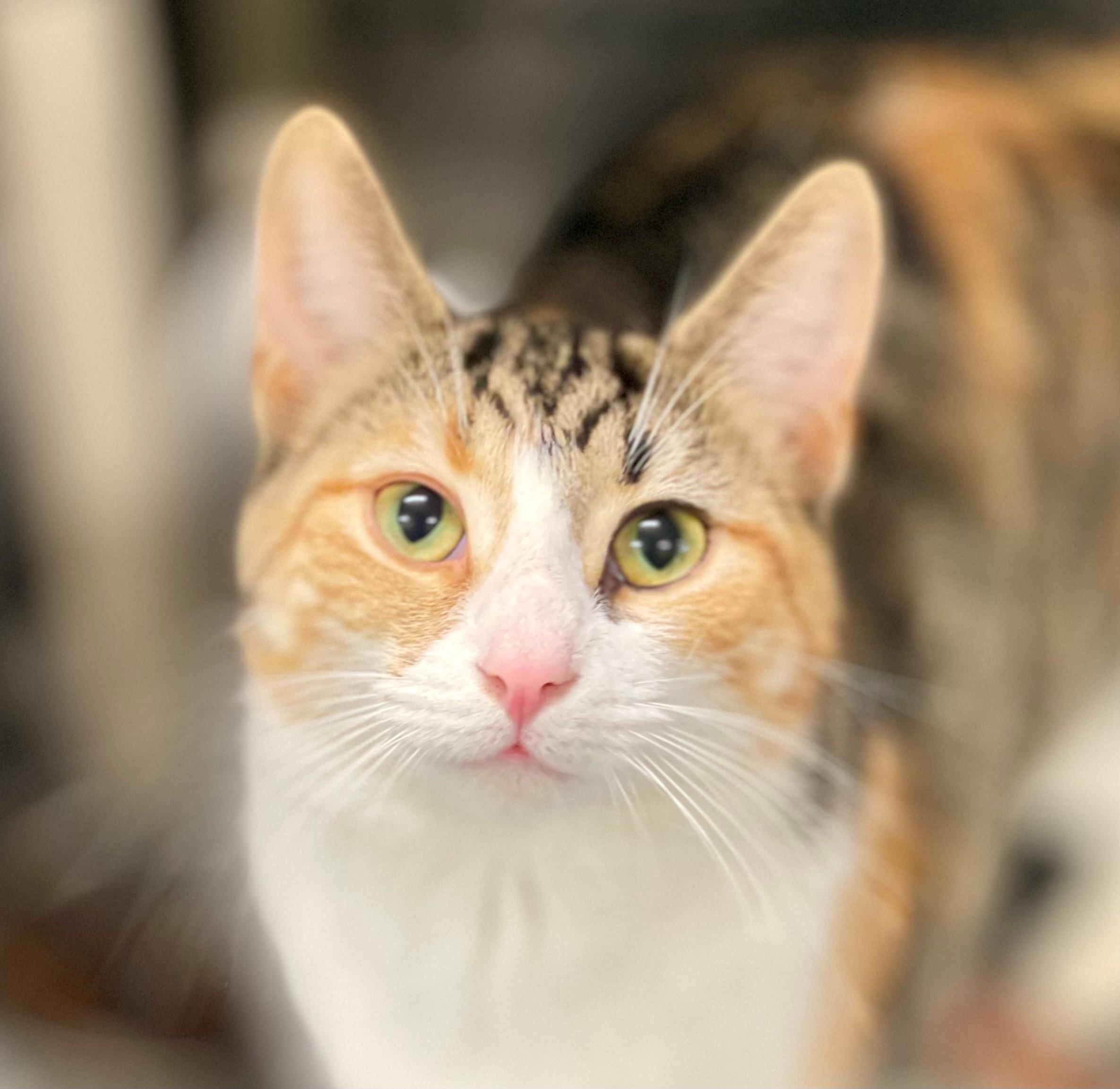 Fia, adopted, Adult Female Domestic Short Hair.