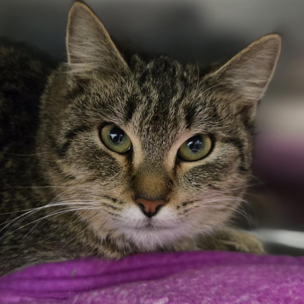 Enlarge Tigger, a Adoptable Domestic Short Hair in Saint Cloud, MN image 1/6