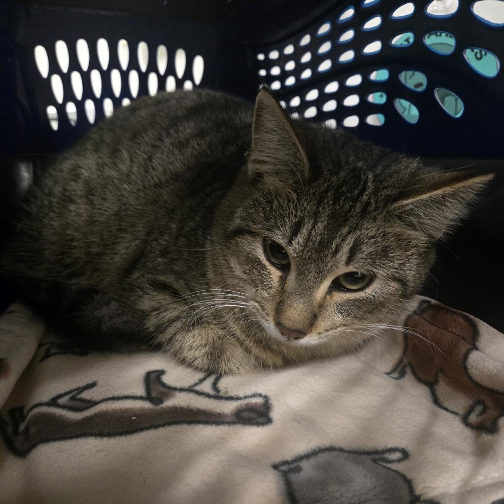 Enlarge Tigger, a Adoptable Domestic Short Hair in Saint Cloud, MN image 2/6