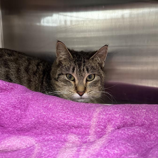 Enlarge Tigger, a Adoptable Domestic Short Hair in Saint Cloud, MN image 3/6