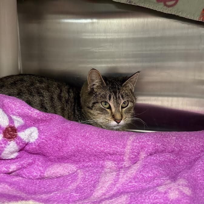 Enlarge Tigger, a Adoptable Domestic Short Hair in Saint Cloud, MN image 4/6