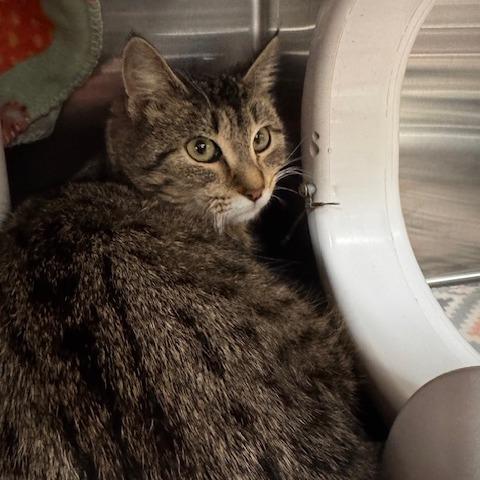 Enlarge Tigger, a Adoptable Domestic Short Hair in Saint Cloud, MN image 5/6