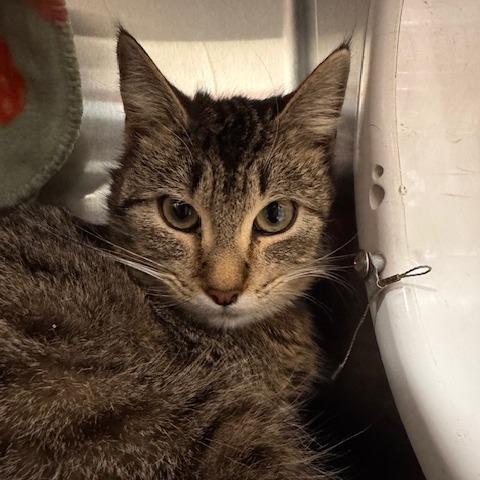 Enlarge Tigger, a Adoptable Domestic Short Hair in Saint Cloud, MN image 6/6