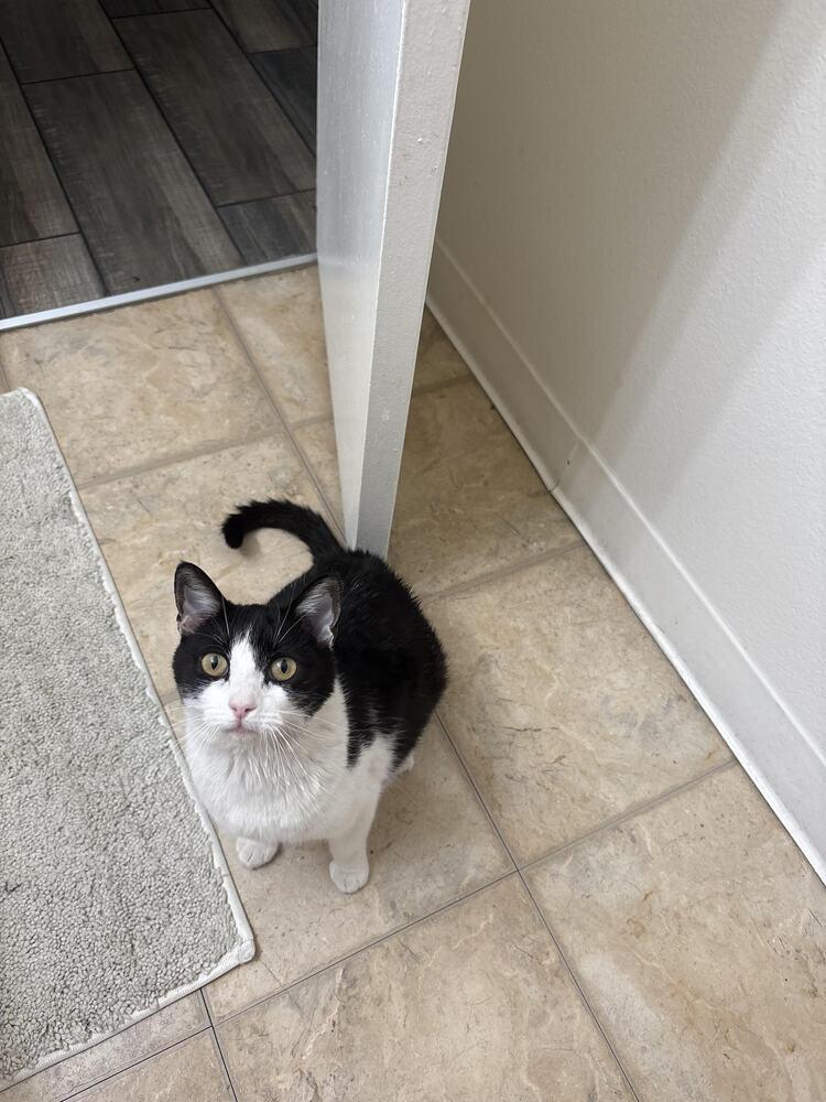 Enlarge Nova, a Adoptable Domestic Medium Hair in Lancaster, CA image 1/1