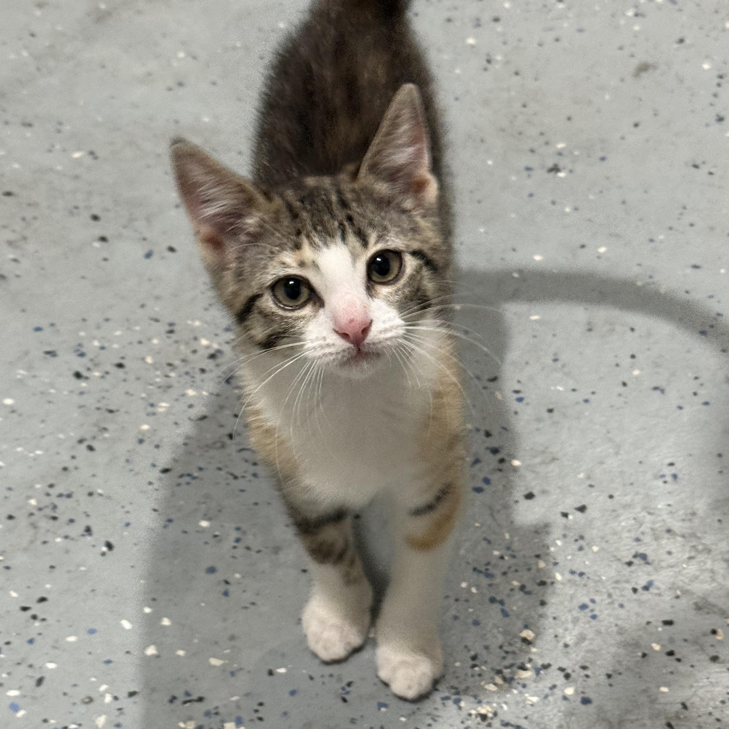 Peggy Schuyler, an adoptable Calico in Lubbock, TX, 79490 | Photo Image 1