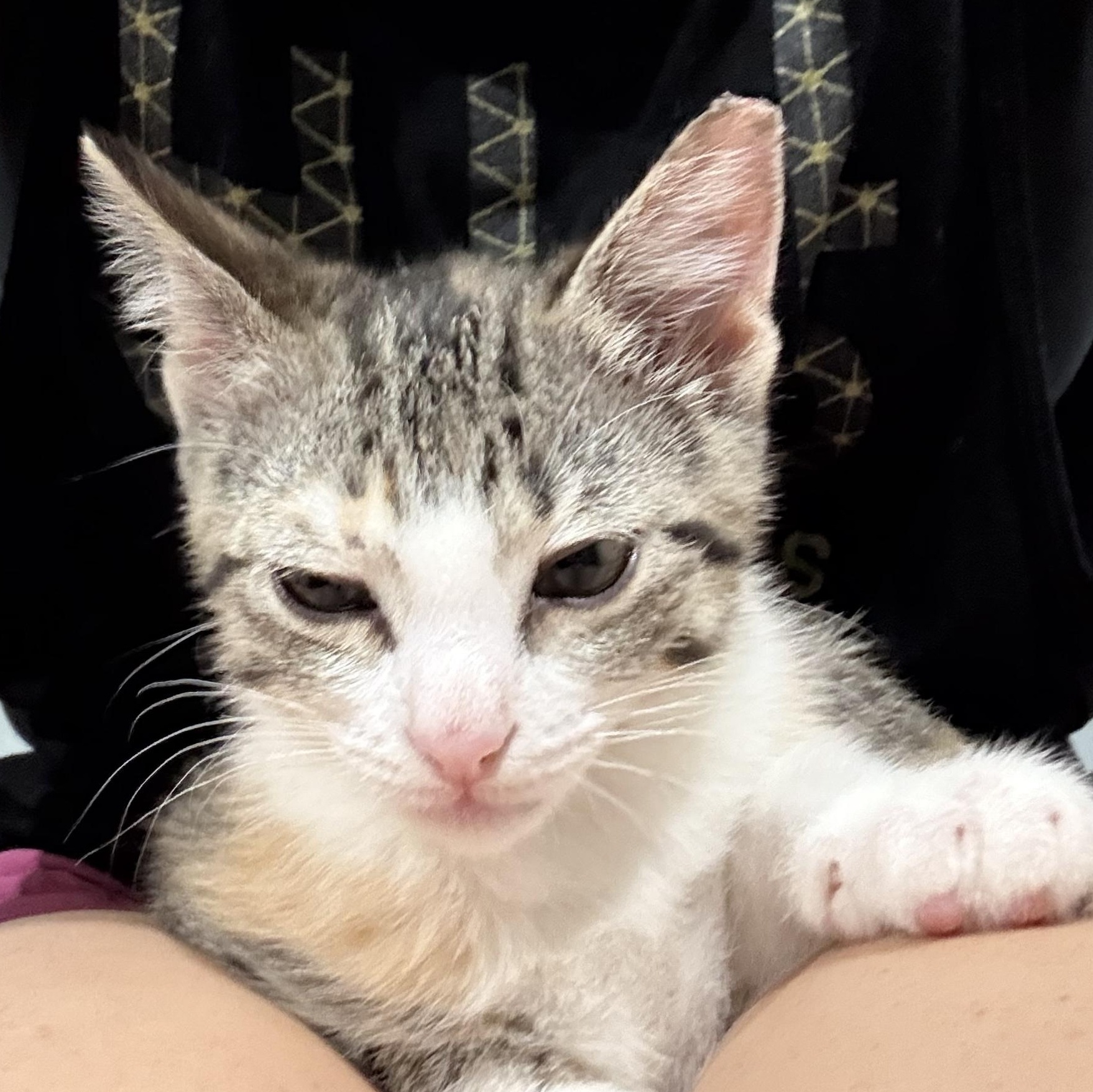 Peggy Schuyler, an adoptable Calico in Lubbock, TX, 79490 | Photo Image 2