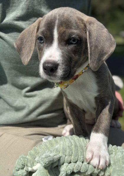 Viper, Adoptable, Young Female Pit Bull Terrier.