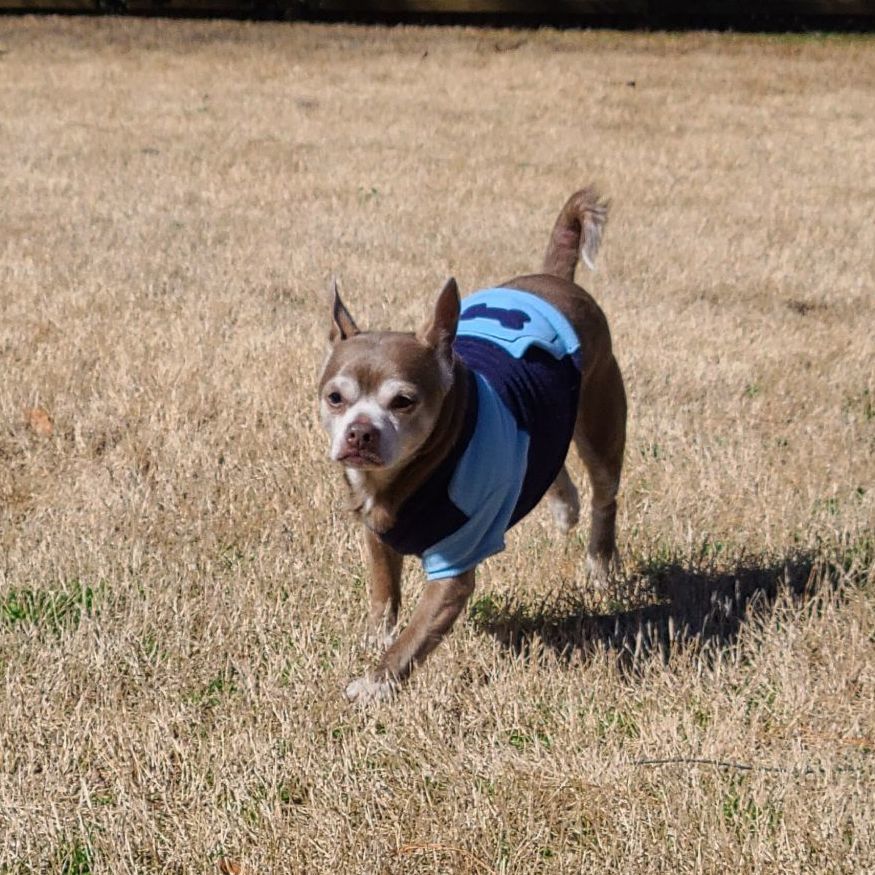 Sir Edgar , Adopted, Adult Male Chihuahua.