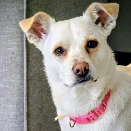 Lola, a Adoptable mixed breed in Alma, WI image 1/6