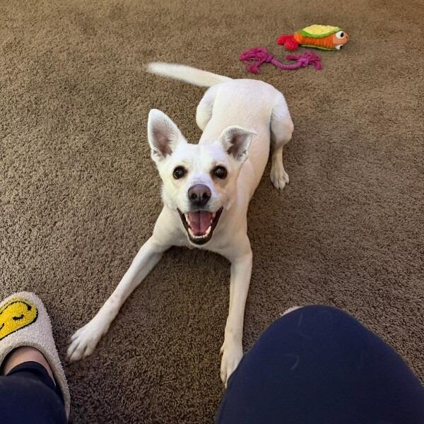 Lola, a Adoptable mixed breed in Alma, WI image 2/6