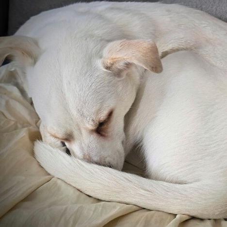 Lola, a Adoptable mixed breed in Alma, WI image 3/6