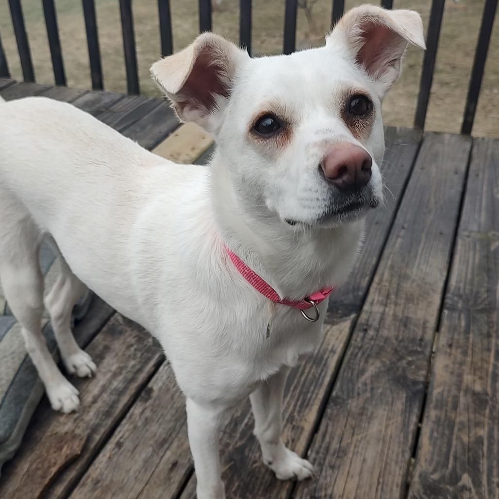 Lola, a Adoptable mixed breed in Alma, WI image 4/6