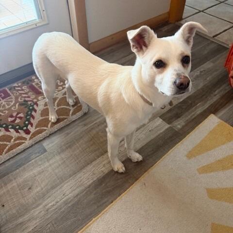 Lola, a Adoptable mixed breed in Alma, WI image 5/6