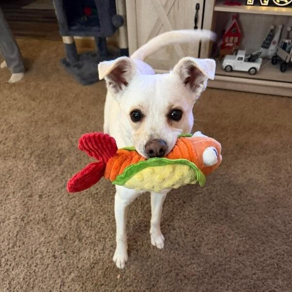 Lola, a Adoptable mixed breed in Alma, WI image 6/6