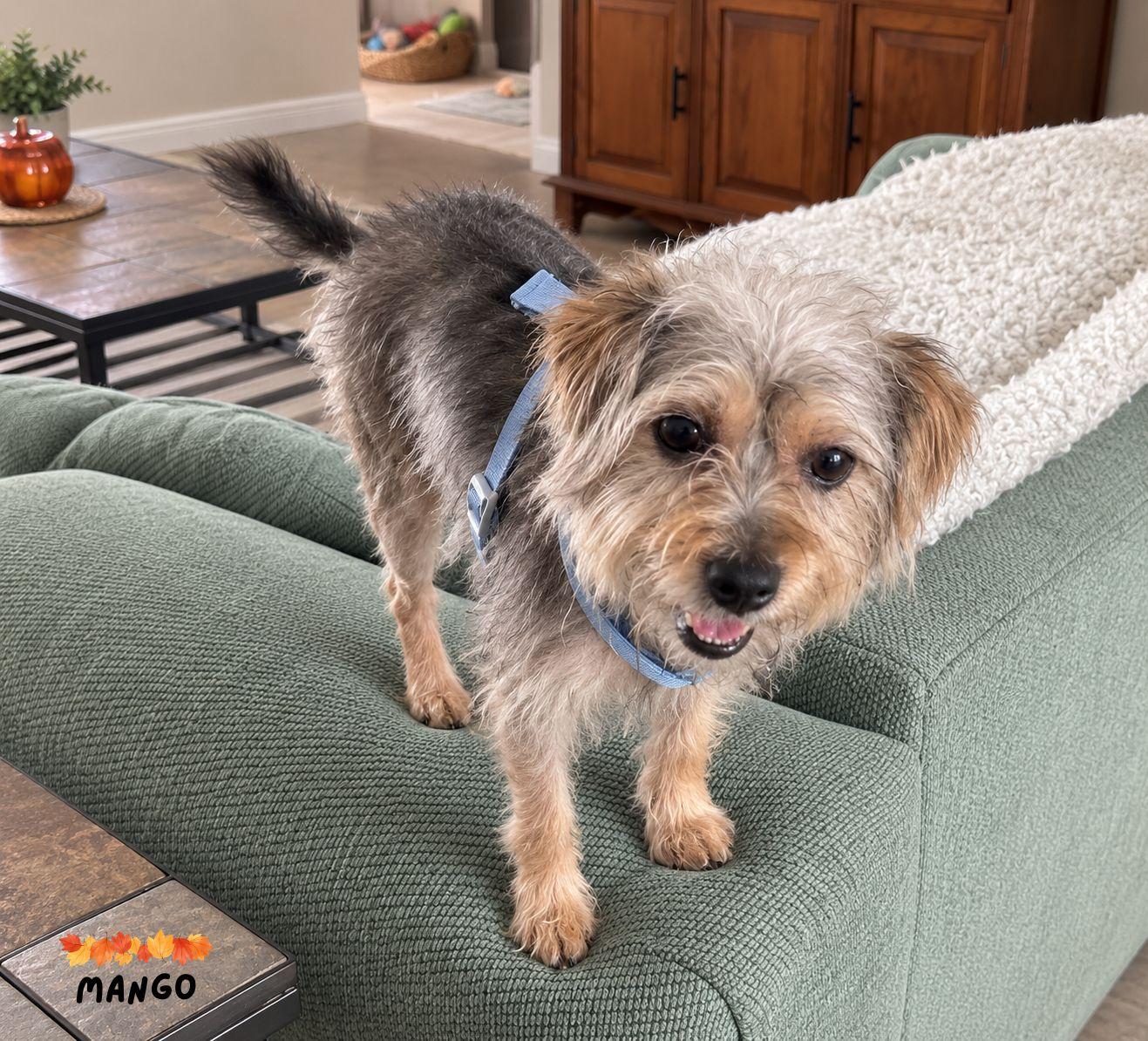 Enlarge Mango, a Adoptable mixed breed in Orlando, FL image 2/2