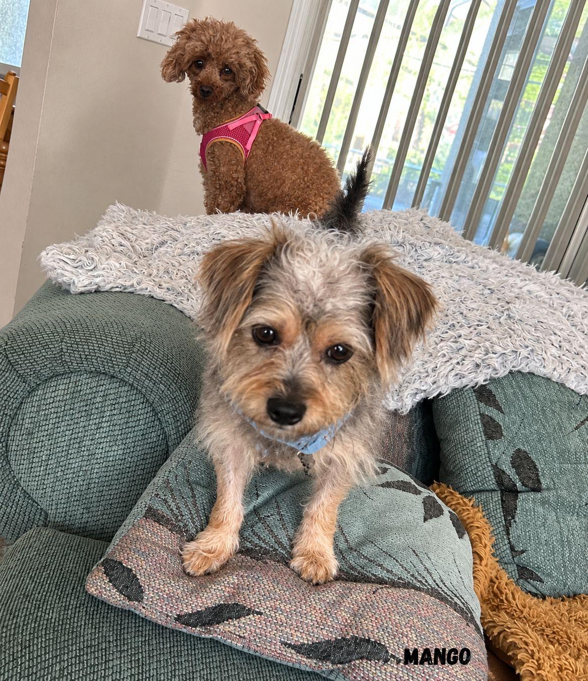 Mango, Adoptable, Puppy Male Shorkie.