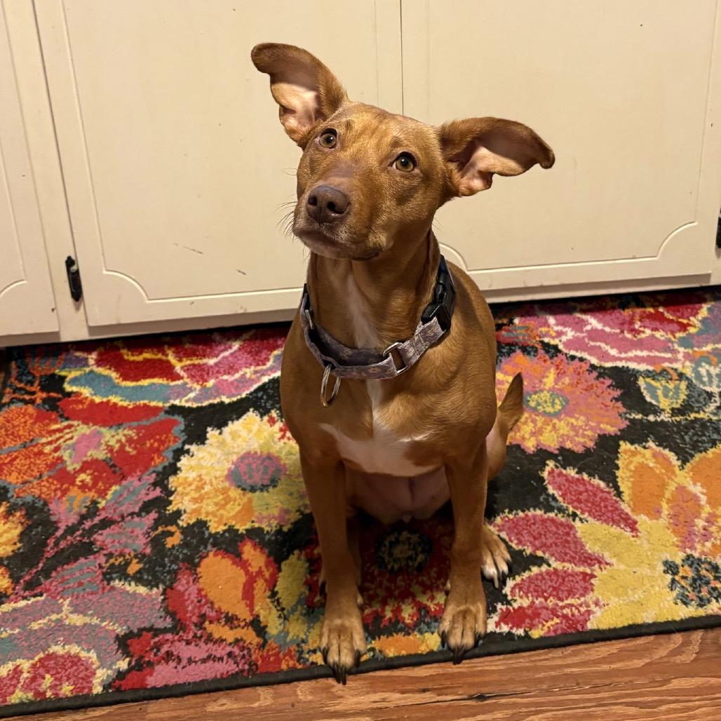 Enlarge Jessi, a Adoptable mixed breed in Crystal, MN image 1/6