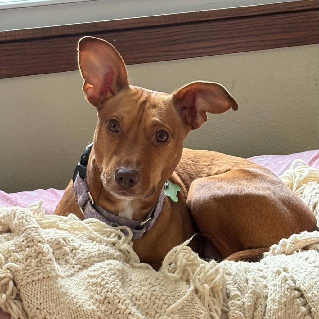 Enlarge Jessi, a Adoptable mixed breed in Crystal, MN image 2/6