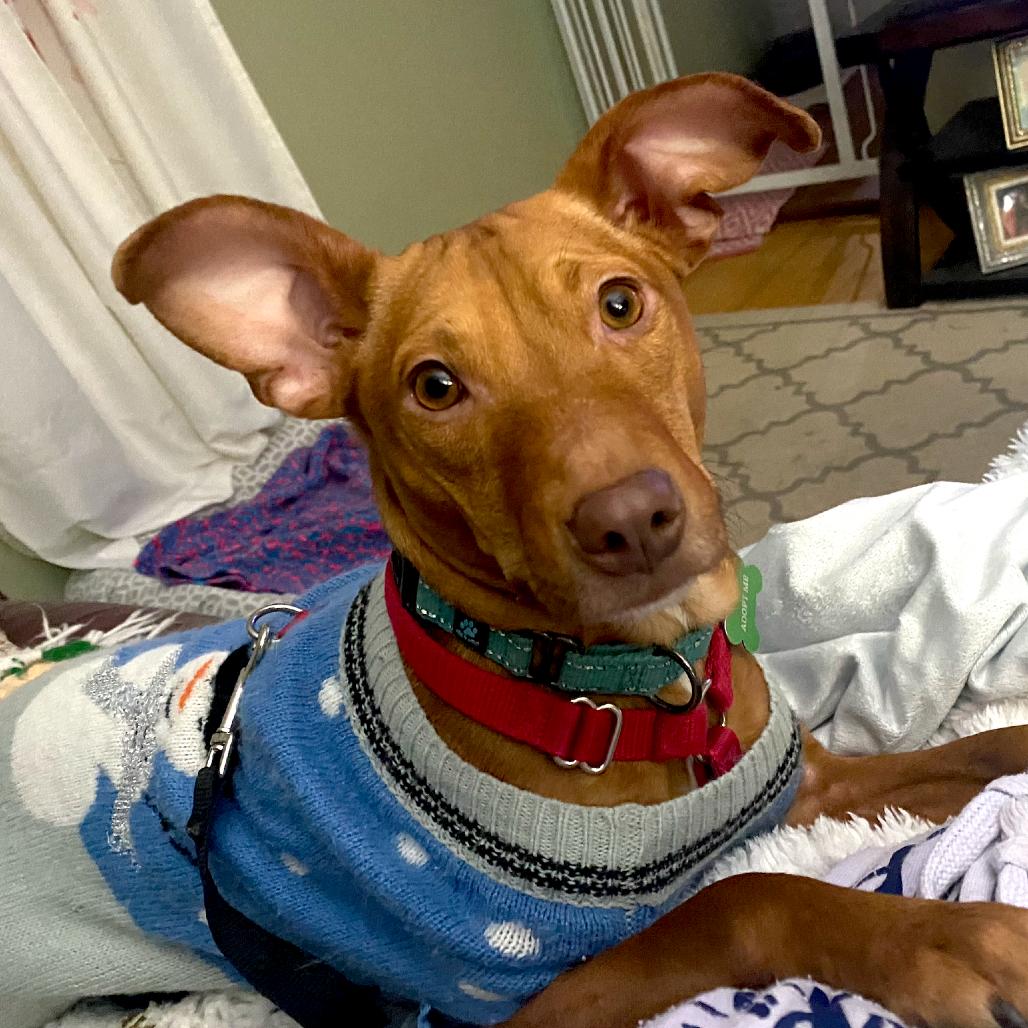 Enlarge Jessi, a Adoptable mixed breed in Crystal, MN image 3/6