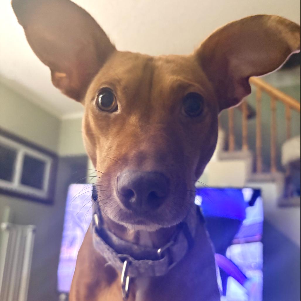 Enlarge Jessi, a Adoptable mixed breed in Crystal, MN image 4/6