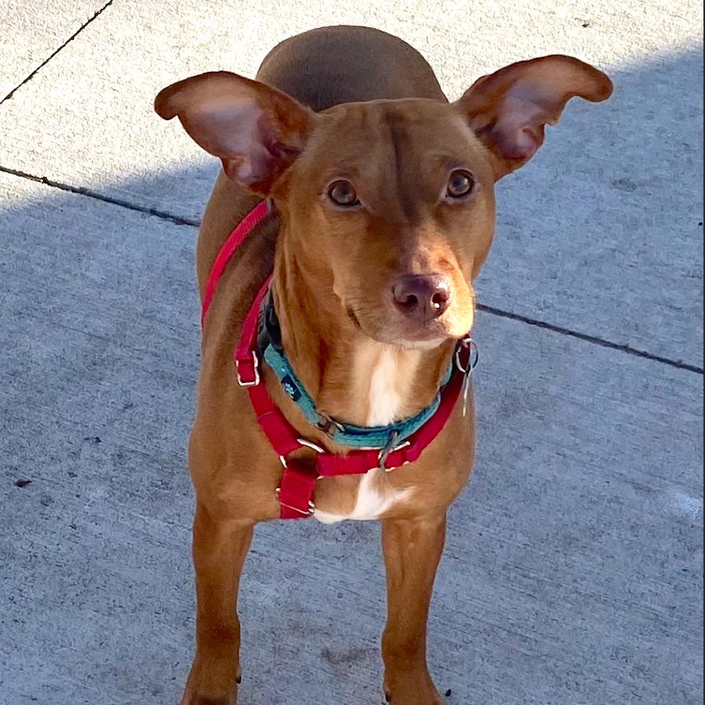 Enlarge Jessi, a Adoptable mixed breed in Crystal, MN image 5/6