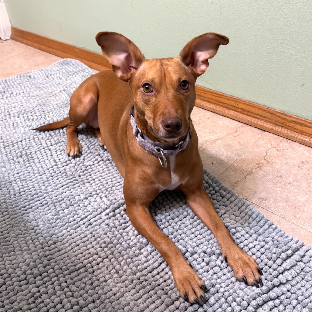 Enlarge Jessi, a Adoptable mixed breed in Crystal, MN image 6/6