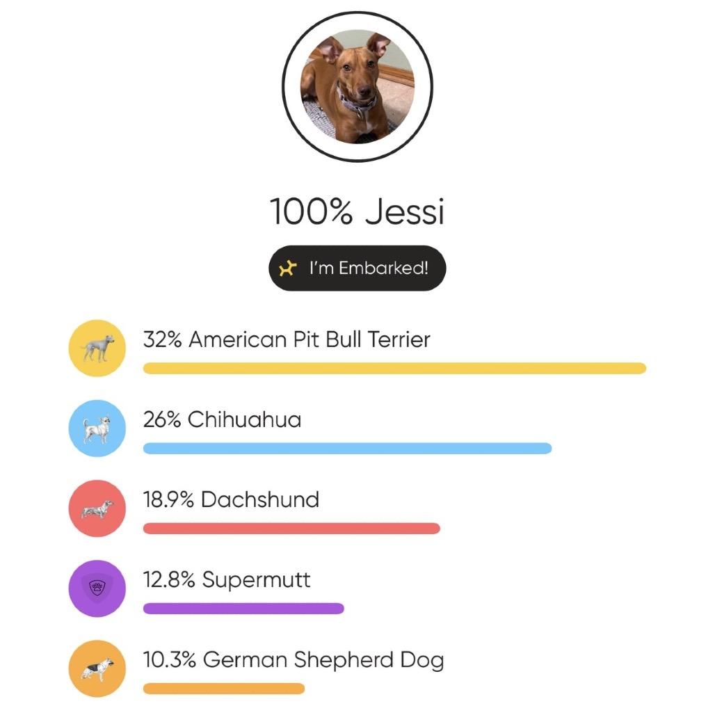 Enlarge Jessi, a Adoptable mixed breed in Crystal, MN image 6/6