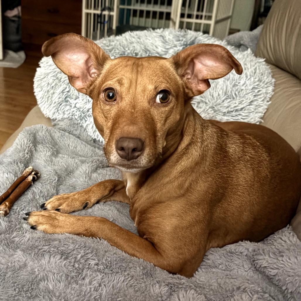 Enlarge Jessi, a Adoptable mixed breed in Crystal, MN image 6/6