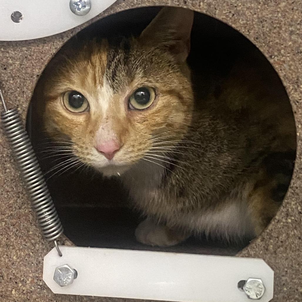 Delilah, Adoptable, Young Female Domestic Short Hair.
