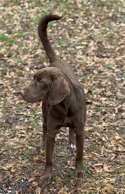 Brownie Batter, Adoptable, Puppy Female Shar-Pei & Coonhound.