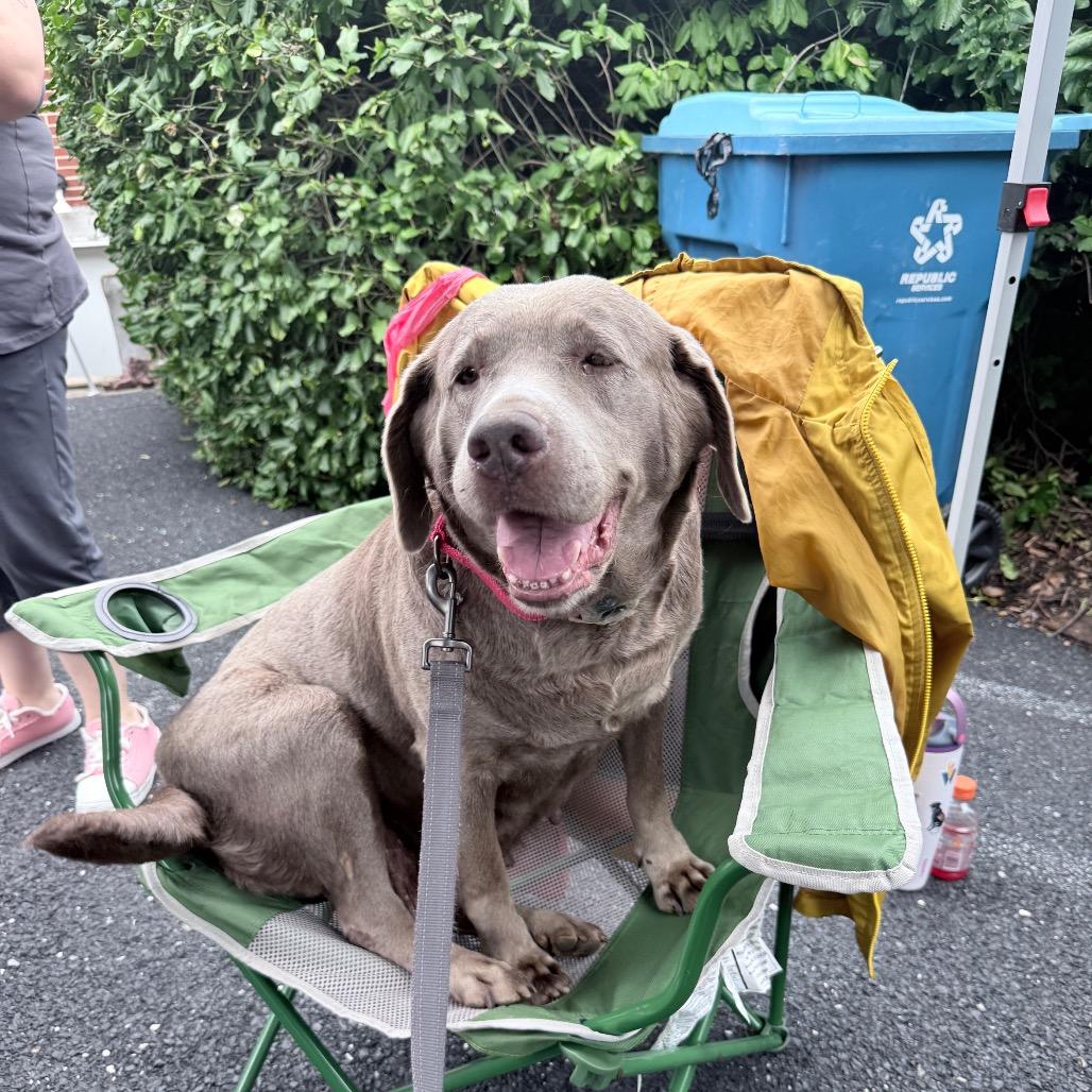 Enlarge River, a Adoptable Labrador Retriever in Sinking Spring, PA image 1/6