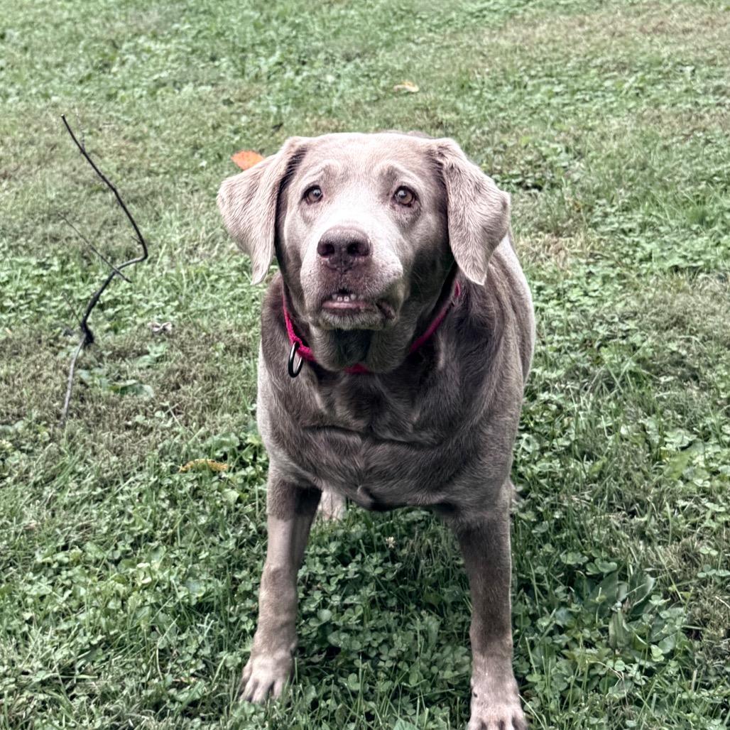 Enlarge River, a Adoptable Labrador Retriever in Sinking Spring, PA image 2/6