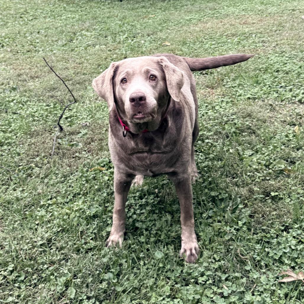 Enlarge River, a Adoptable Labrador Retriever in Sinking Spring, PA image 3/6