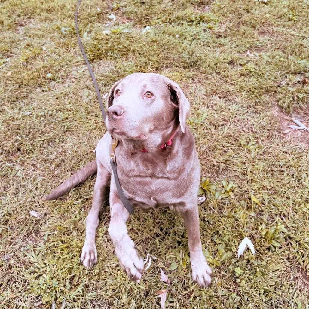 Enlarge River, a Adoptable Labrador Retriever in Sinking Spring, PA image 4/6