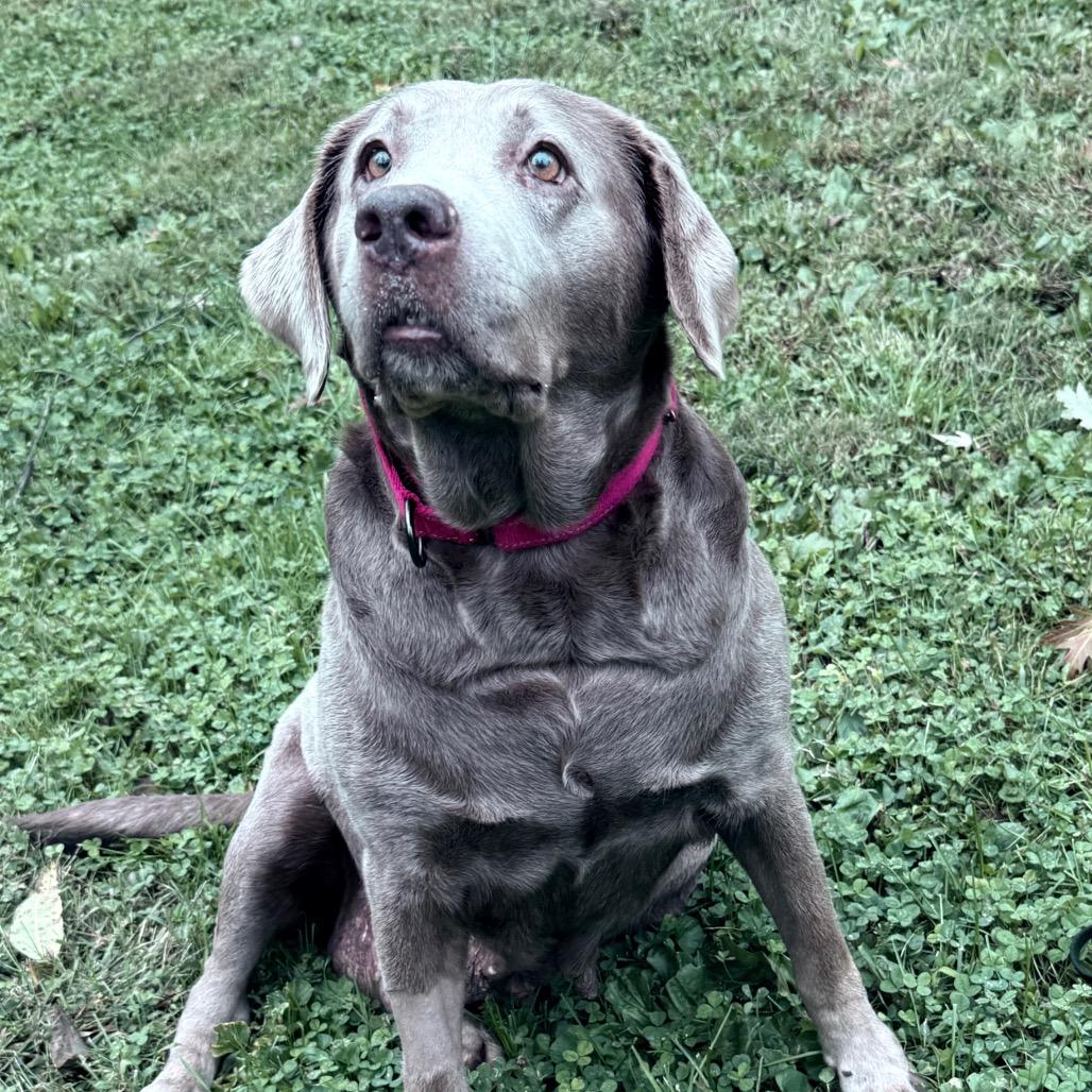 Enlarge River, a Adoptable Labrador Retriever in Sinking Spring, PA image 5/6