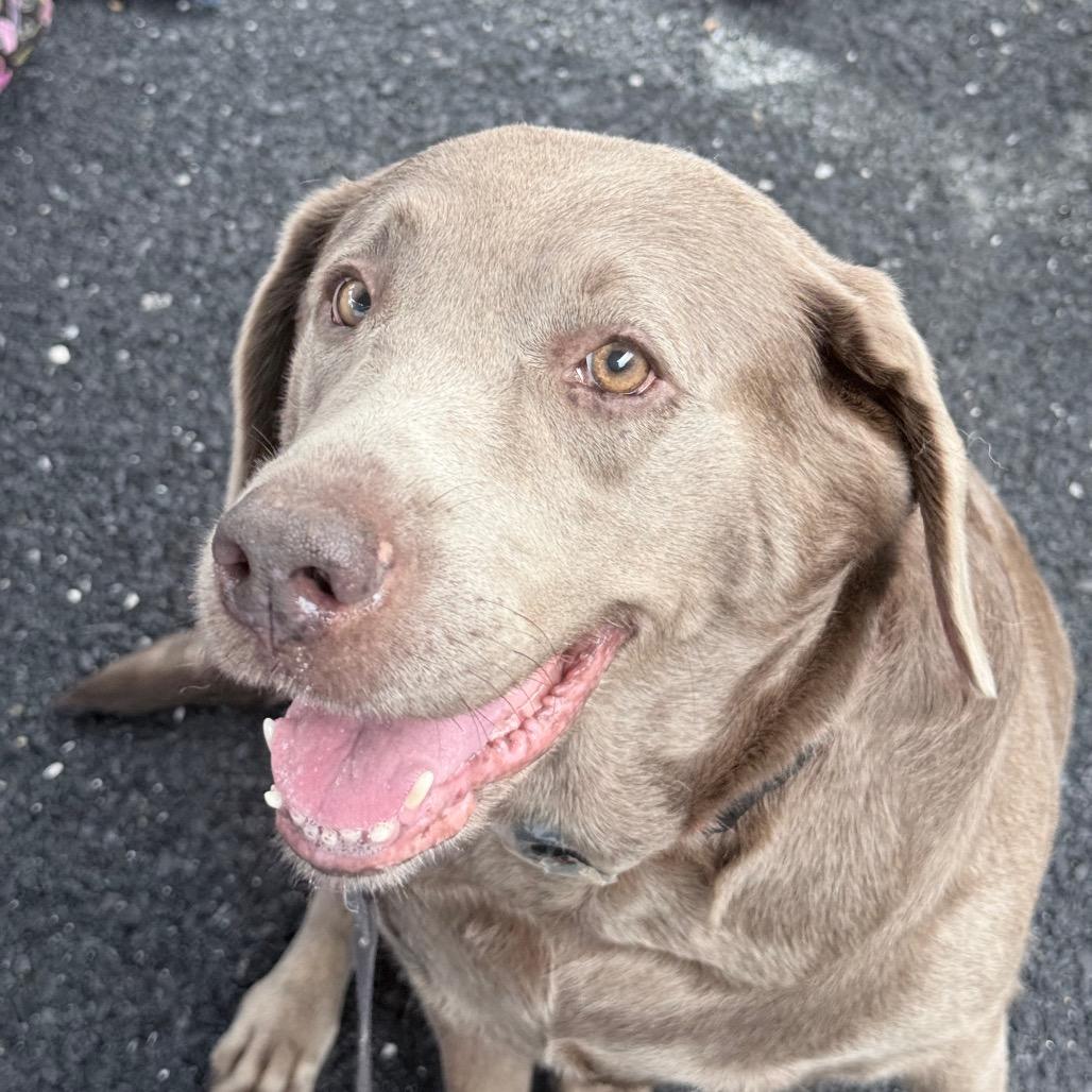 Enlarge River, a Adoptable Labrador Retriever in Sinking Spring, PA image 6/6