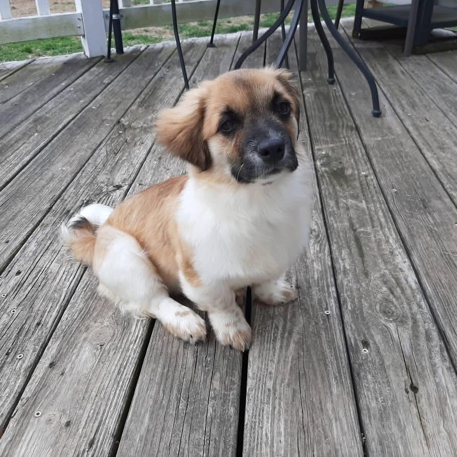 2135 Rocky, adopted, Young Male Tibetan Spaniel & Maltese.