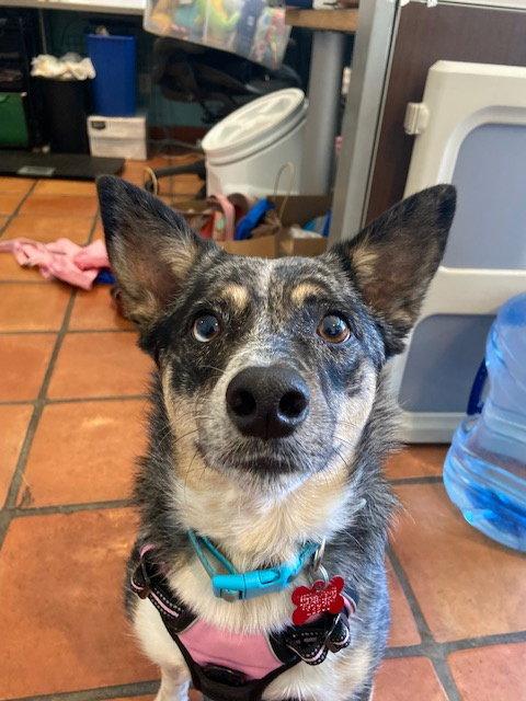 CareBear, Adoptable, Adult Female Australian Cattle Dog / Blue Heeler.