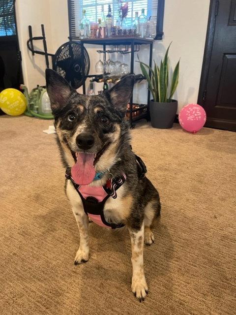 Enlarge CareBear, a Adoptable Australian Cattle Dog / Blue Heeler in San Diego, CA image 2/3