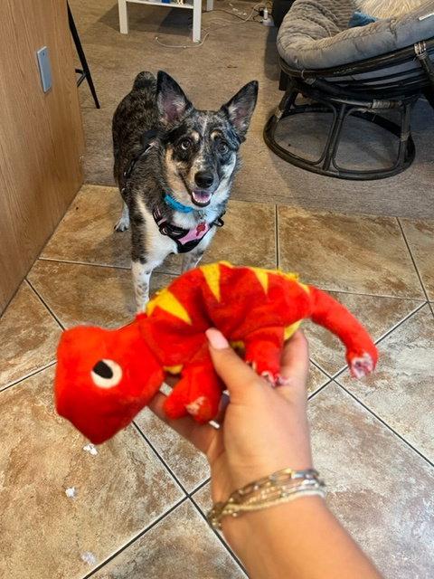 Enlarge CareBear, a Adoptable Australian Cattle Dog / Blue Heeler in San Diego, CA image 3/3