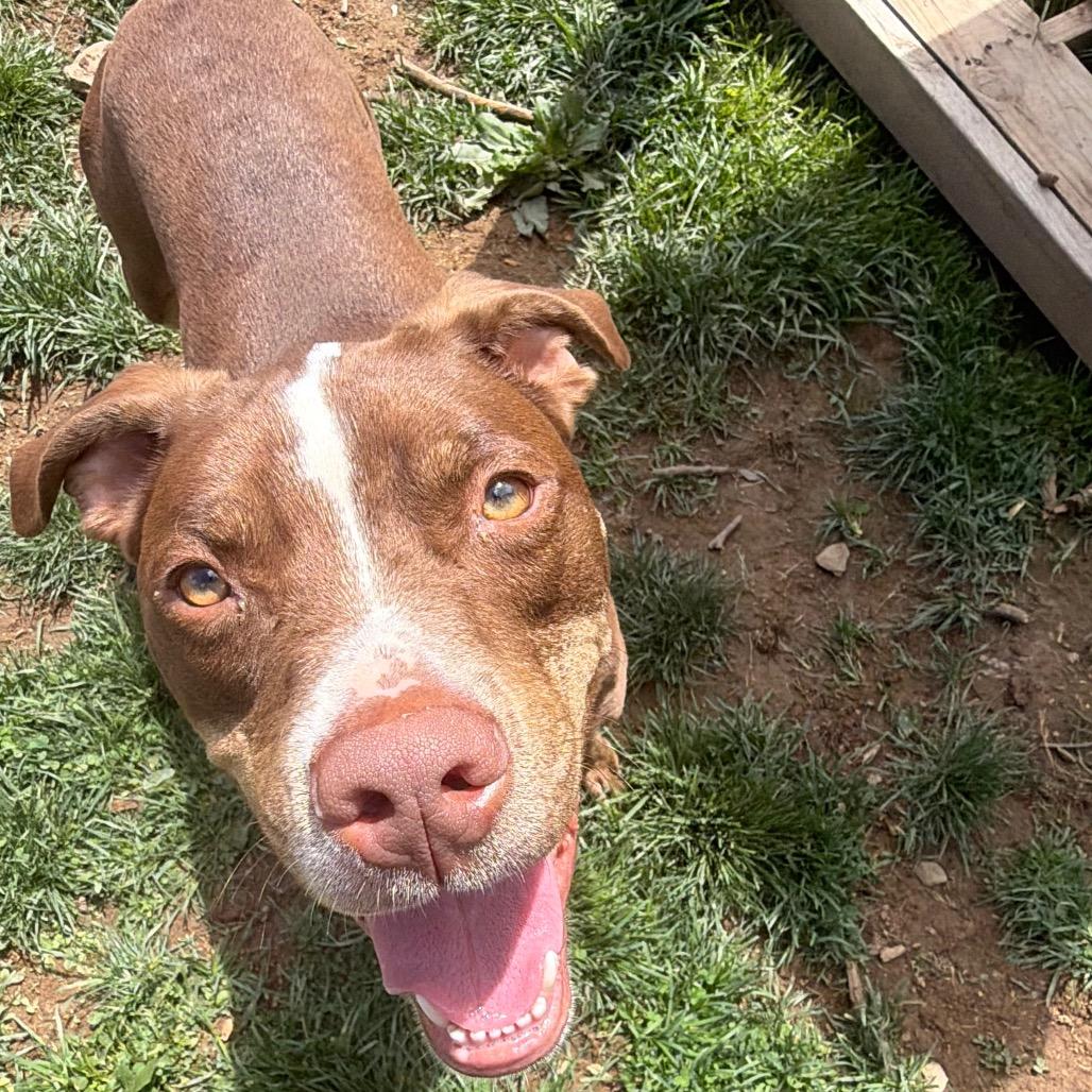 King, Adoptable, Adult Male Pit Bull Terrier.