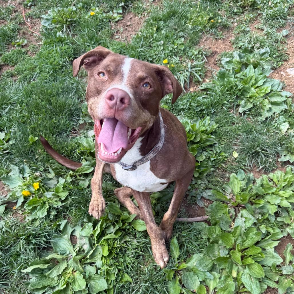 Enlarge King, a Adoptable Pit Bull Terrier in Fairmont, WV image 2/6