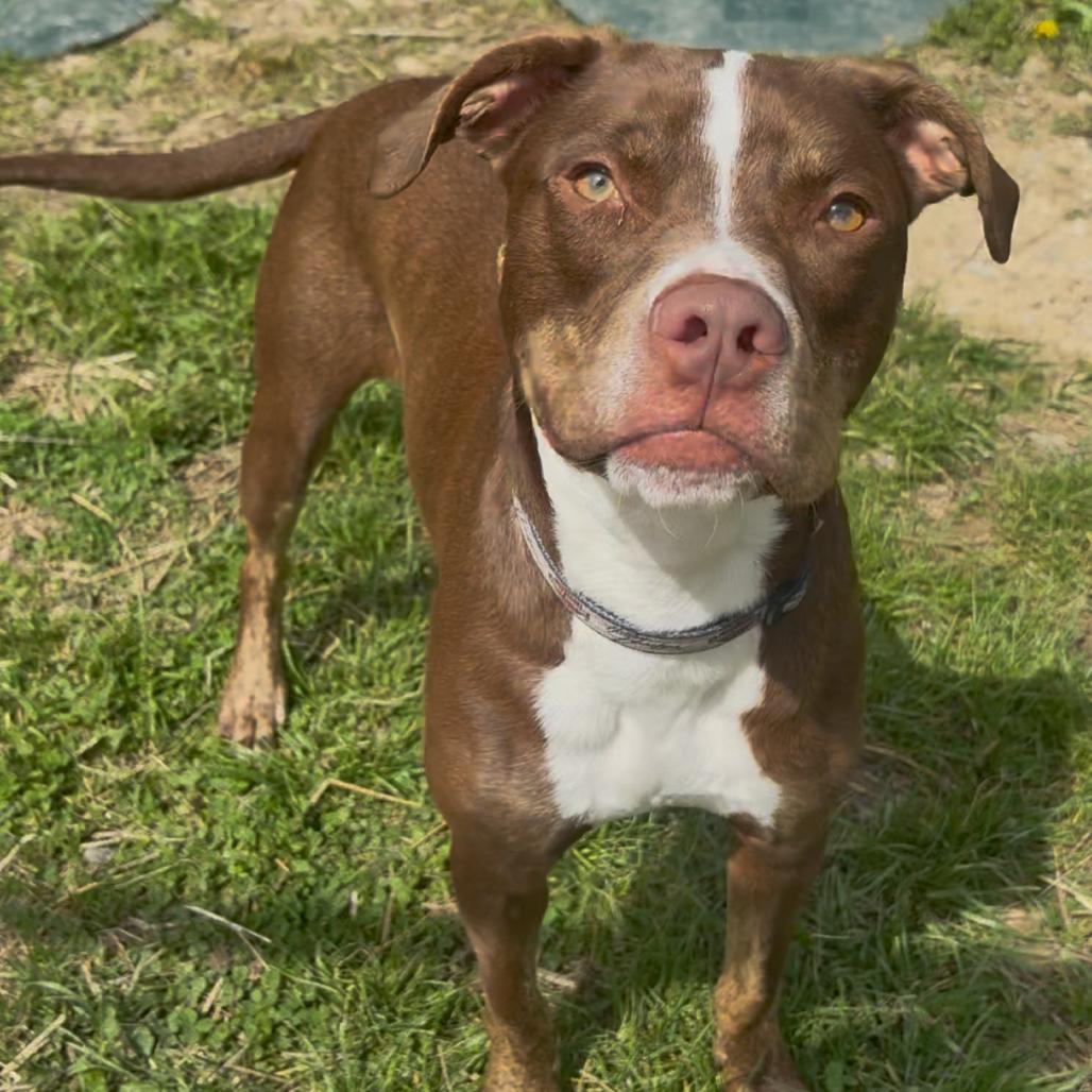 Enlarge King, a Adoptable Pit Bull Terrier in Fairmont, WV image 3/6