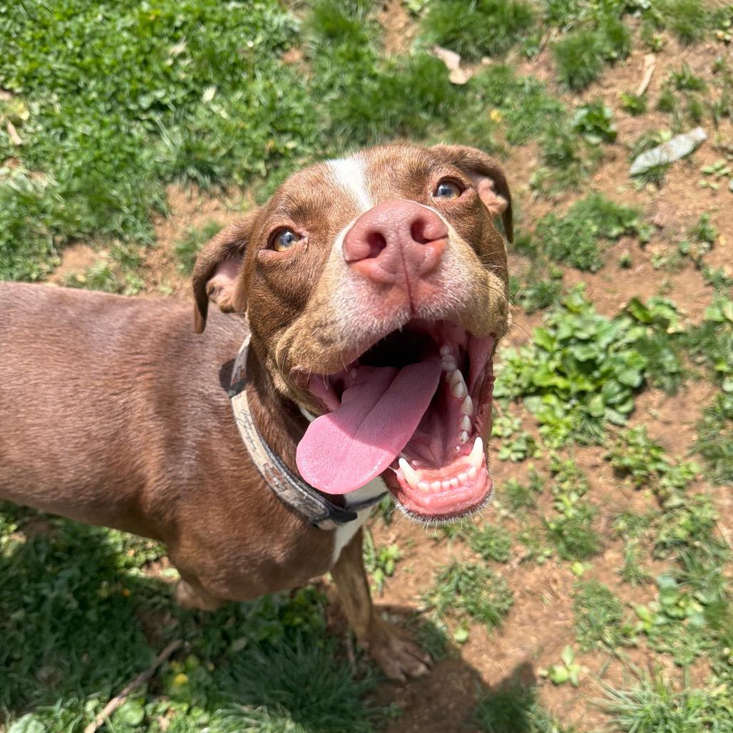 Enlarge King, a Adoptable Pit Bull Terrier in Fairmont, WV image 4/6