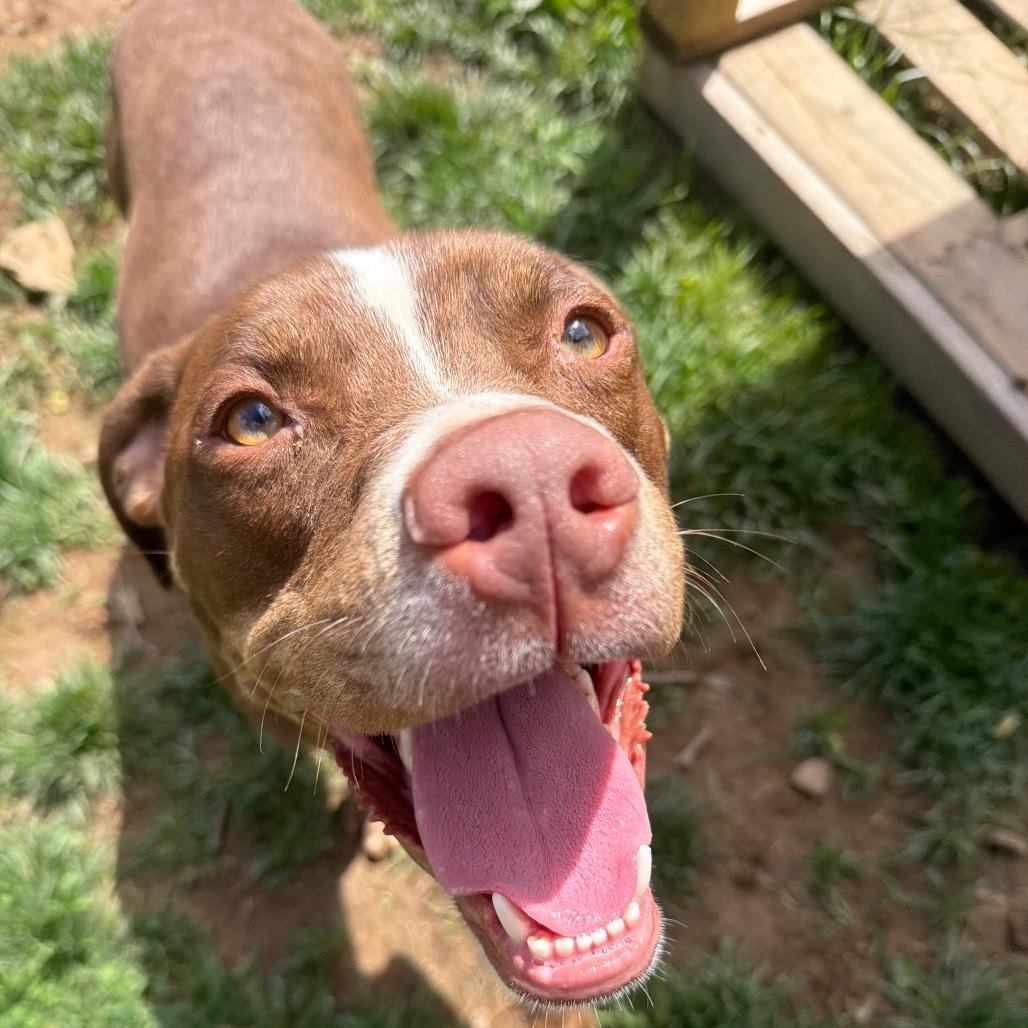 Enlarge King, a Adoptable Pit Bull Terrier in Fairmont, WV image 5/6