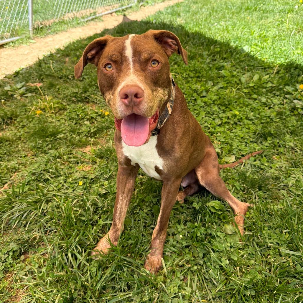 Enlarge King, a Adoptable Pit Bull Terrier in Fairmont, WV image 6/6