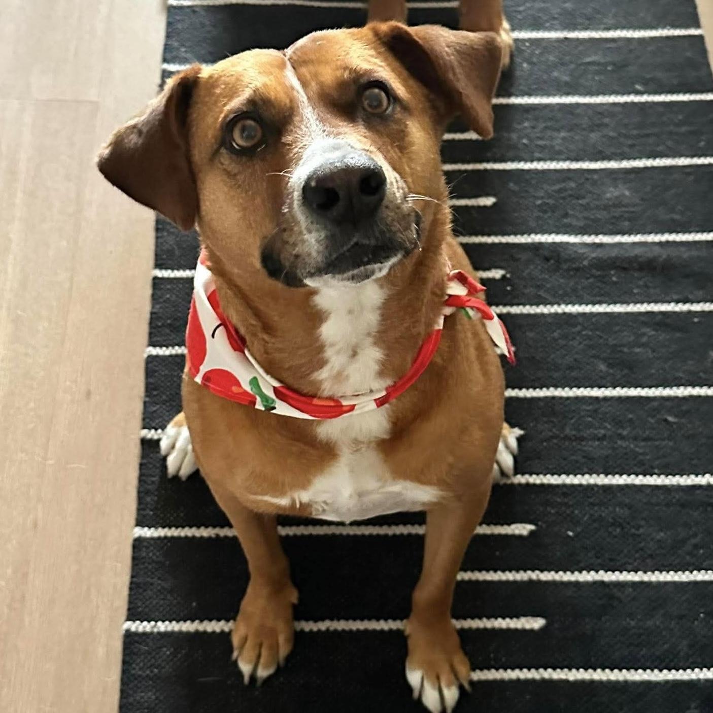Felice, a ADOPTABLE mixed breed in Barrie, ON image 5/6